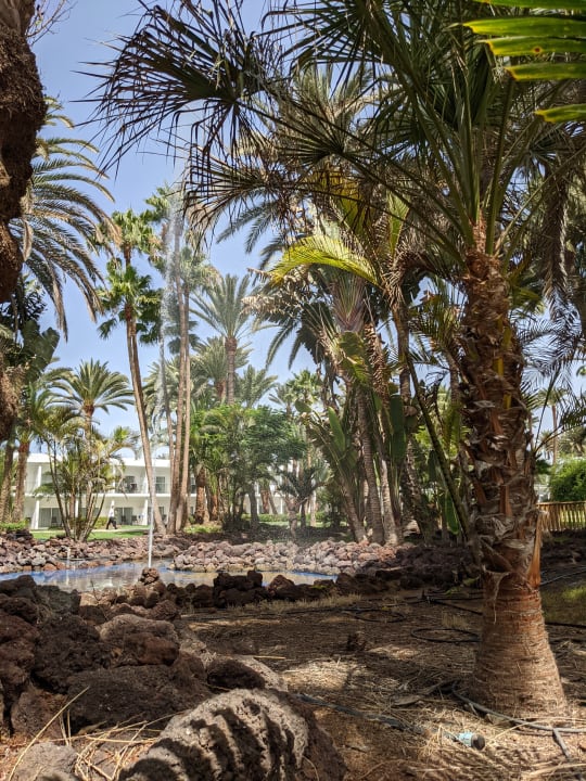 Gartenanlage Hotel Riu Palace Oasis