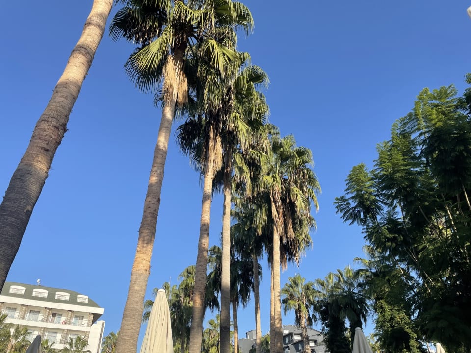 Gartenanlage Trendy Palm Beach (Adults Only, 16+)