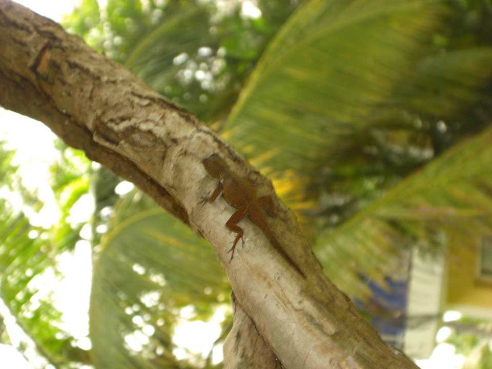 Tiere Grand Palladium Select Bávaro Resort & Spa