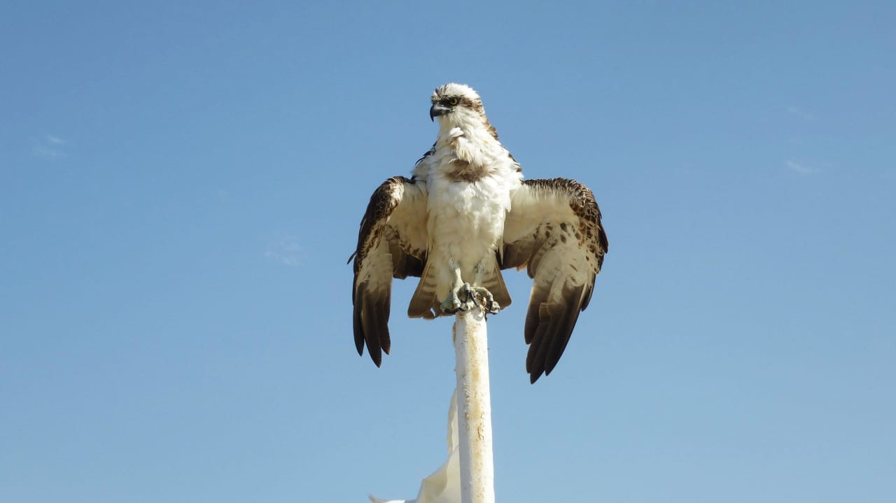 Hotel Laham Bay Lahami Bay Beach Resort