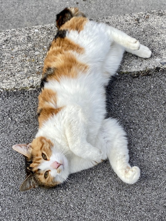 Sonstiges Wohlfühlurlaub am Bauernhof Unterbichl