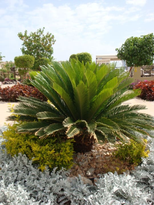 Cycas revoluta-piękny gigant,jeden z wielu JAZ Aquamarine Resort
