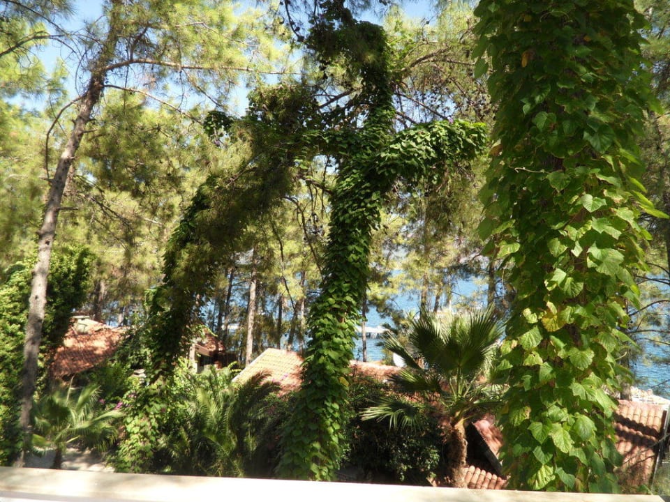 Территория отеля Grand Yazici Club Marmaris Palace