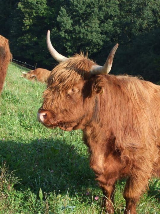 Hochlandrinder Pensions - Bauernhof Rosihof