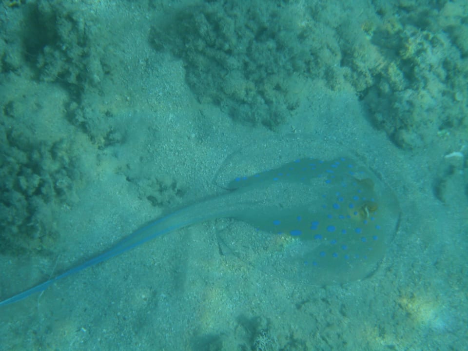 Rochen am Hausriff Beach Albatros Resort