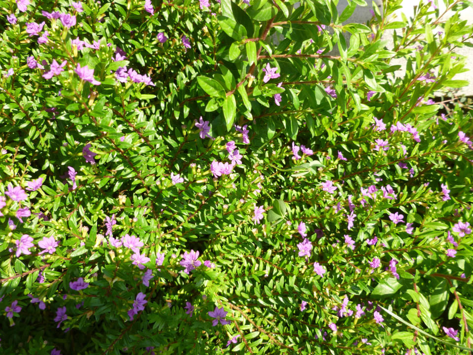 Schön Seaden Corolla Hotel