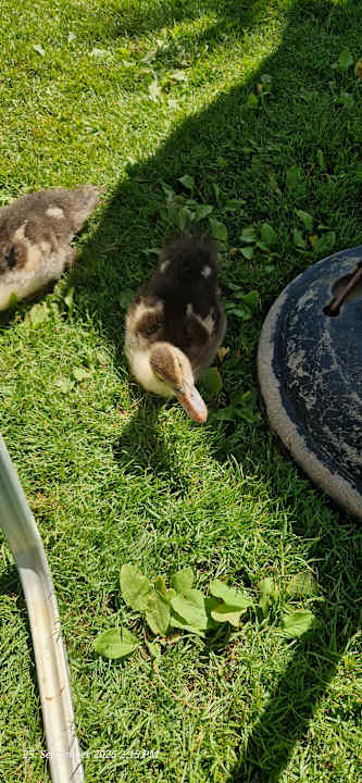Sonstiges Calimera Sirens Beach