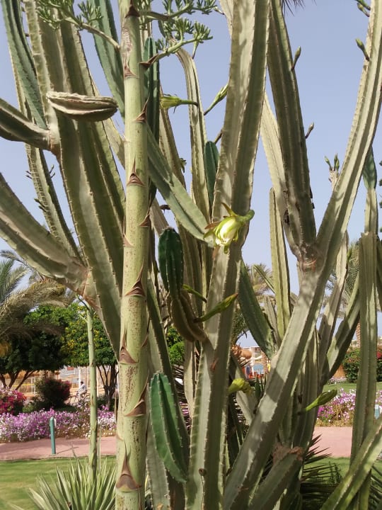 Gartenanlage Desert Rose