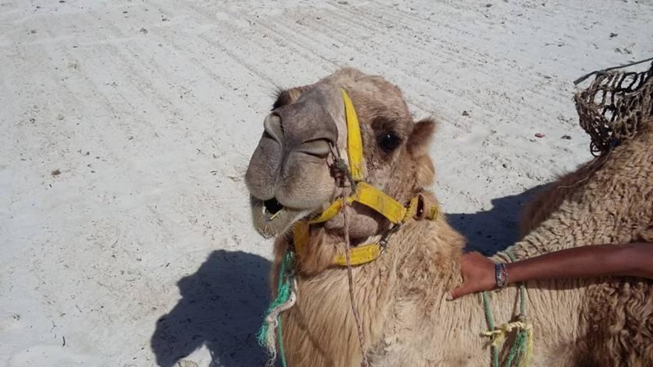 Auch so etwas gab es am Strand zu sehen Calimera Yati Beach