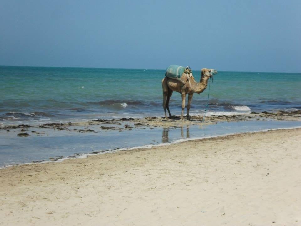 Wie gemalt Hotel Sangho Club Zarzis