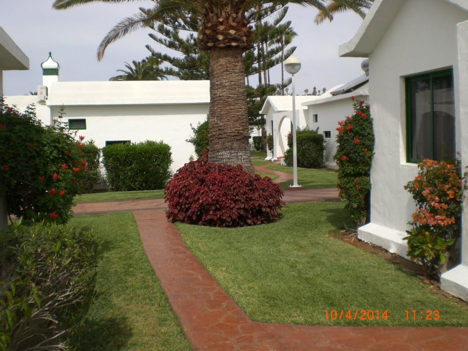 Canary Garden club Canary Garden Club