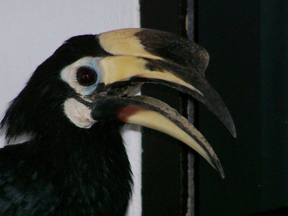 Warten auf Futter Hotel Coral Island Resort