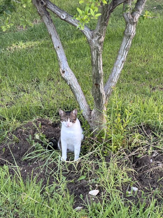 Gartenanlage TUI KIDS CLUB Alex Beach