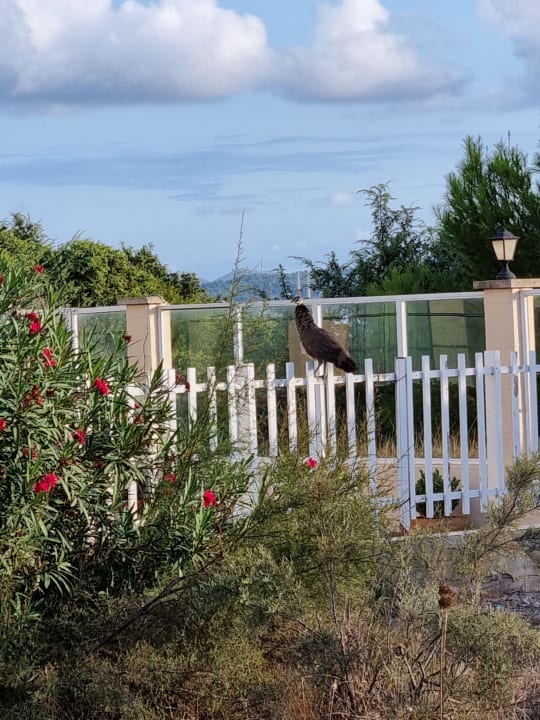 Gartenanlage Zafiro Bahia