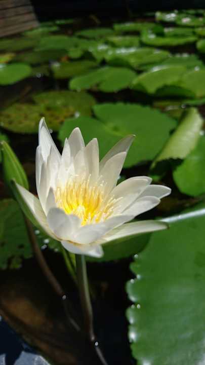 Gartenanlage The Grand Southsea Khaolak Beach Resort