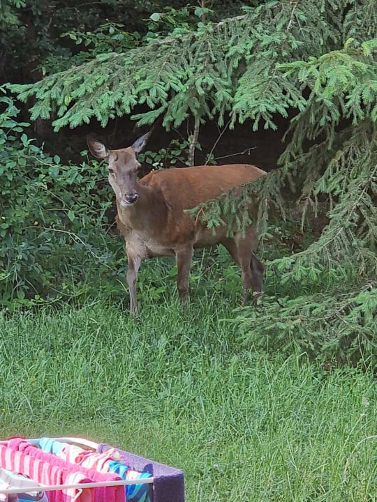 Sonstiges Center Parcs Les Trois Forêts