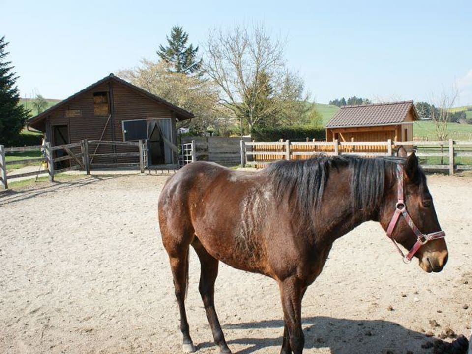 Tiere Pension Fohrenberg