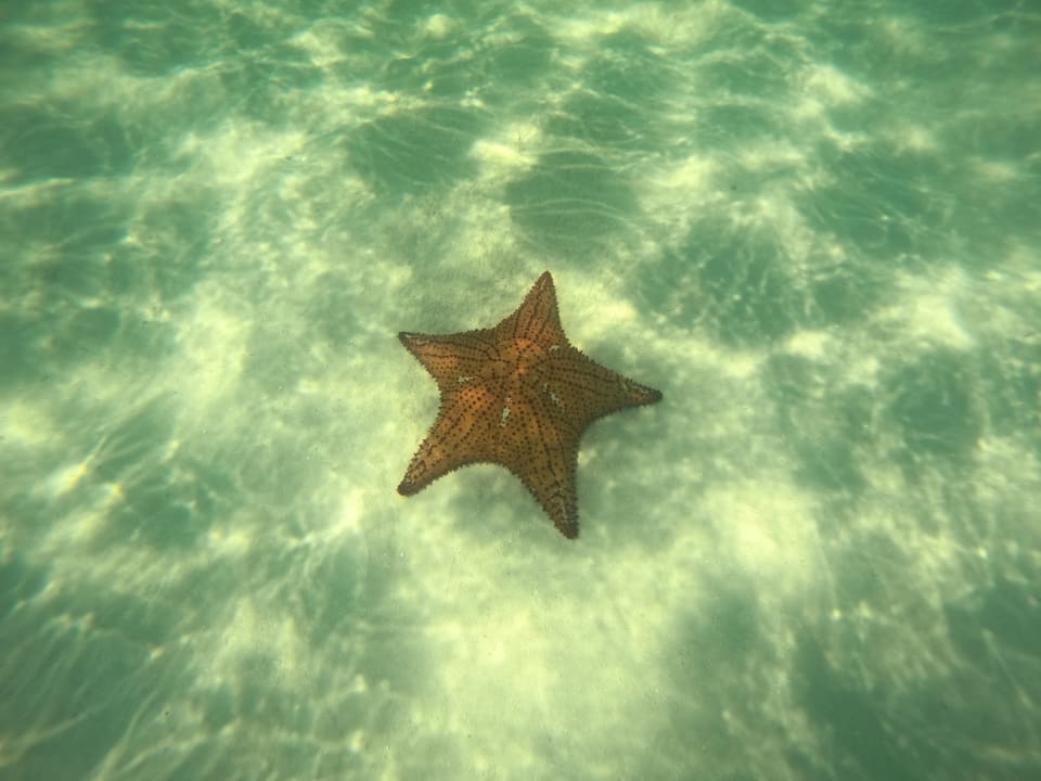 Strand Hotel Viva Dominicus Beach by Wyndham - All Inclusive Resort