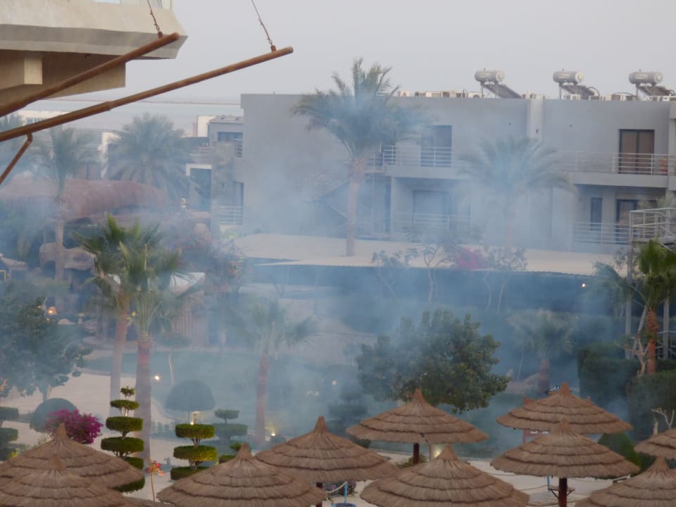 Mückenbekämpfung Seagull Beach Resort