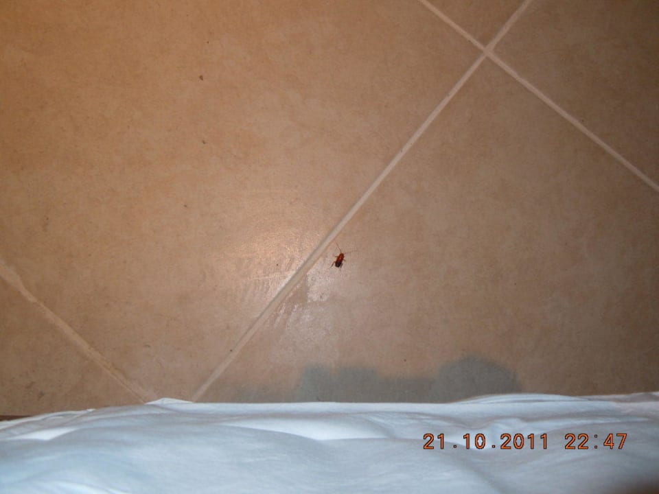 Dito Kamelya Aishen Club