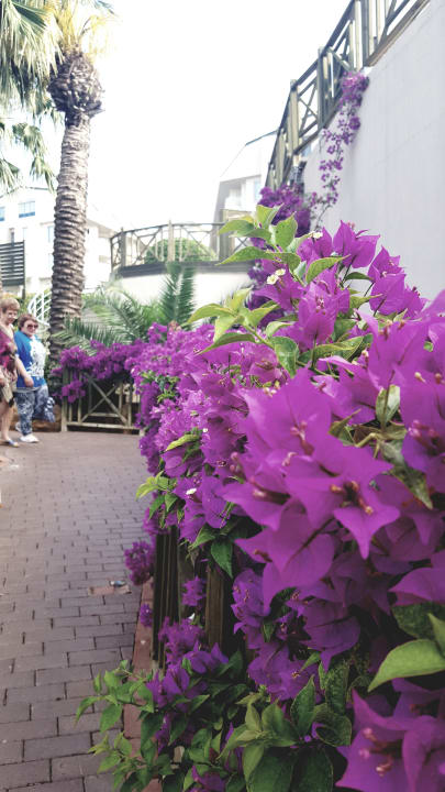 Gartenanlage Hotel Novum Garden Side