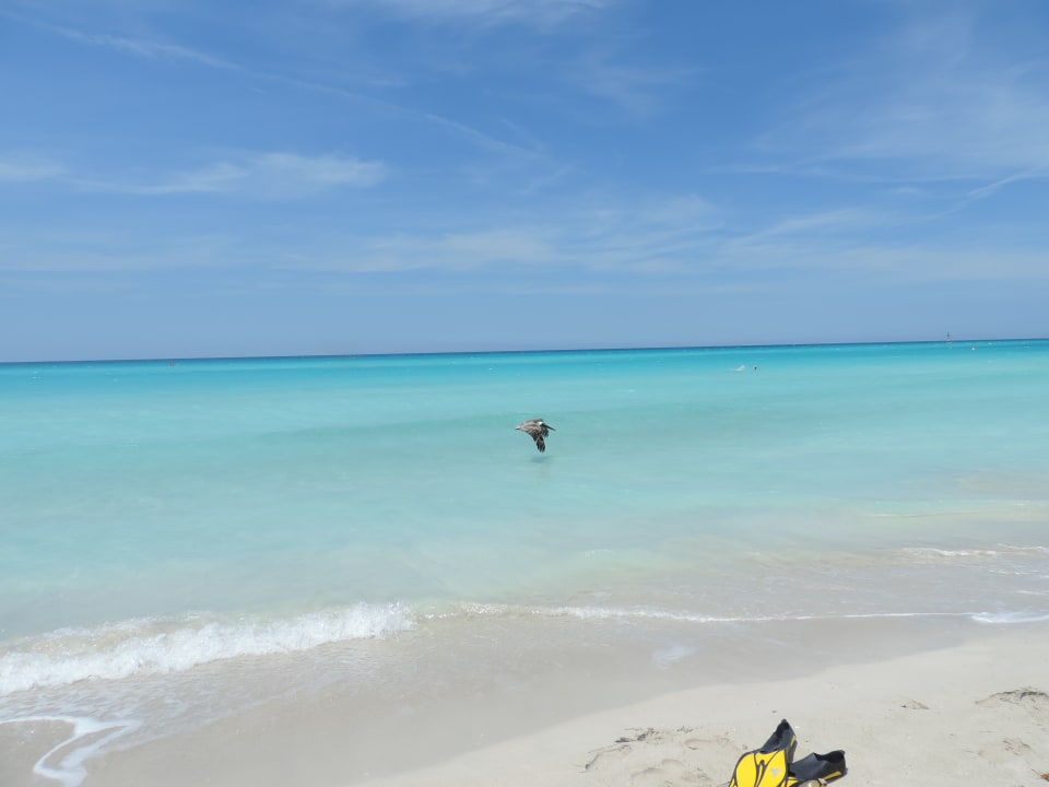 Täglich sind Pelikane am Strand zu sehen Sol Hicacos Varadero