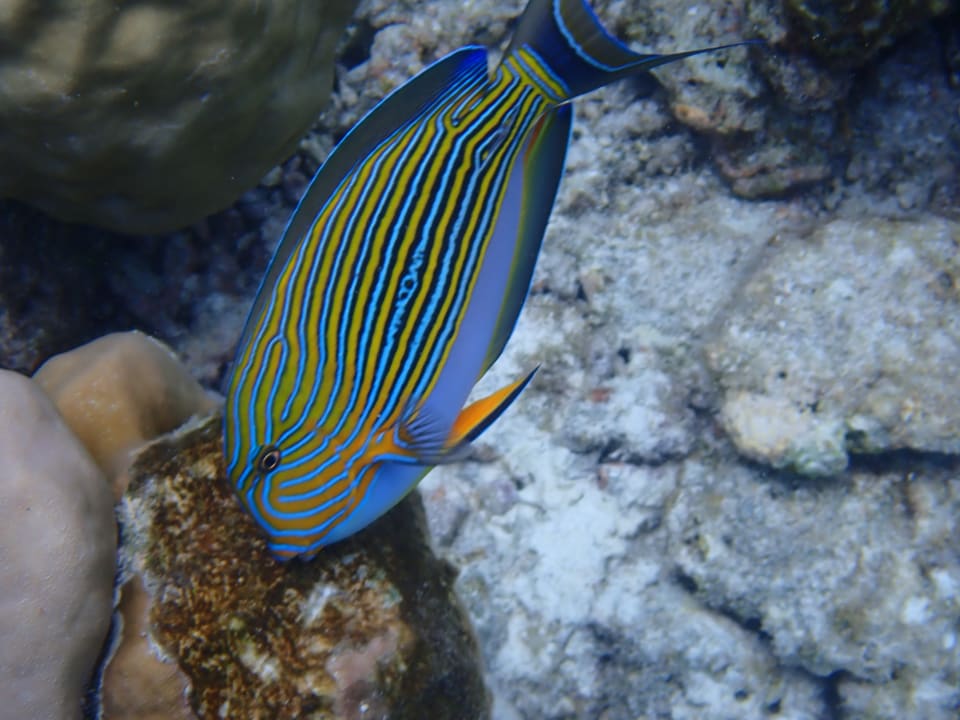 Sport & Freizeit Adaaran Select Meedhupparu Island Resort - Premium All Inclusive