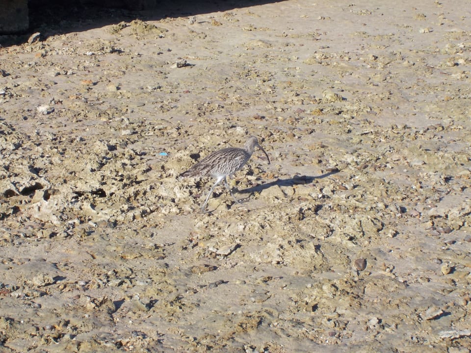 Sonstiges Pharaoh Azur Resort