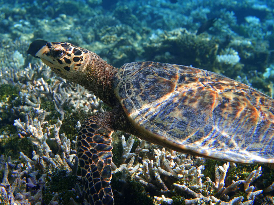 Schnorcheln ananea Diamonds Athuruga