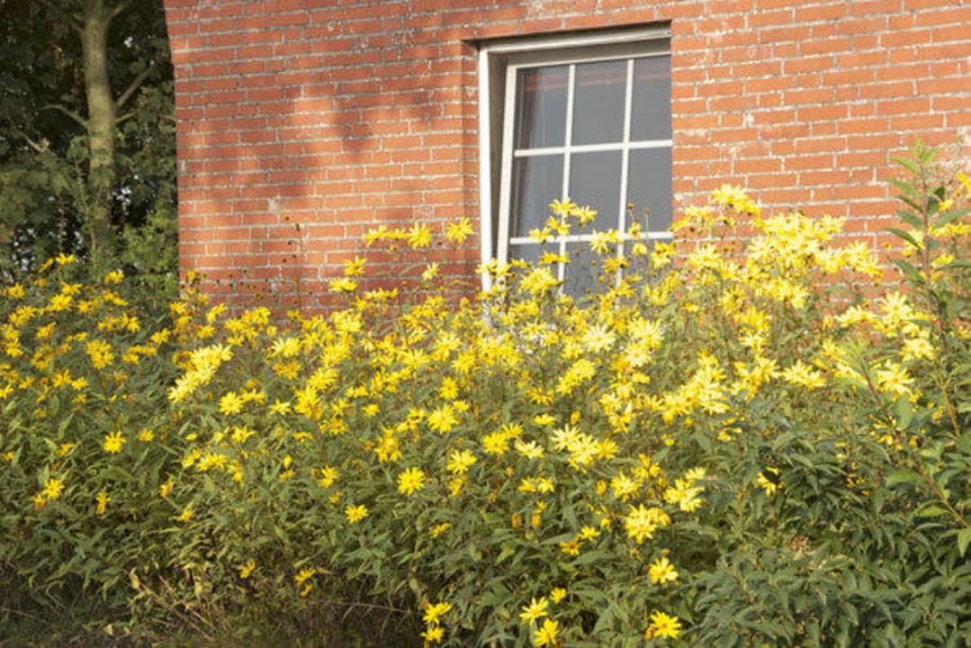 Ferienhaus Julianenhof Ferienhof