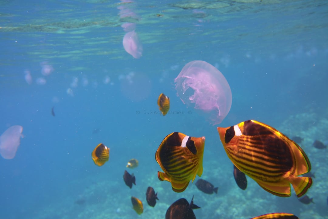 Sport & Freizeit ROBINSON SOMA BAY