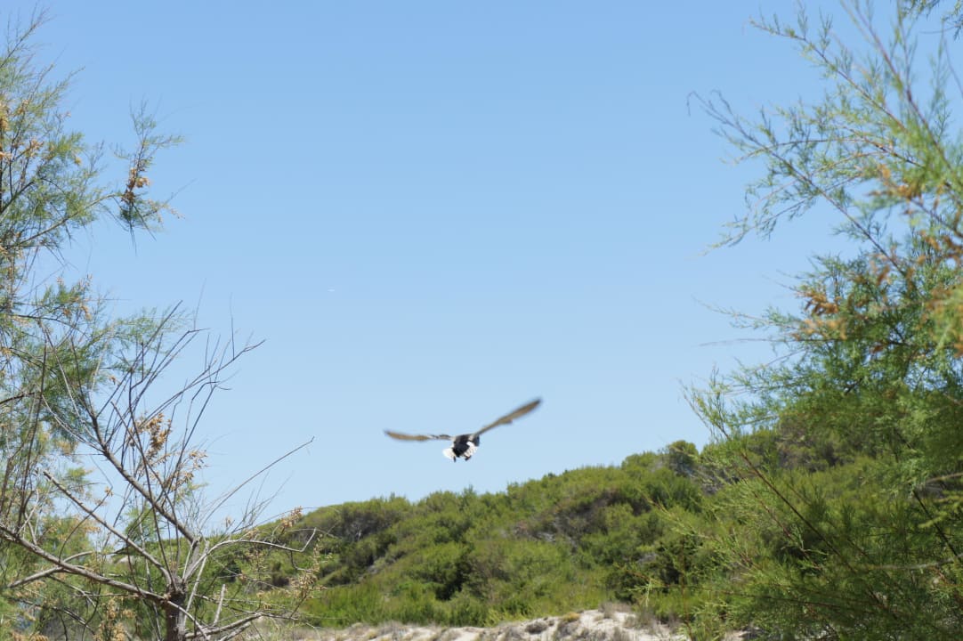 Der Weg zum Strand Entenstart Hotel Exagon Park