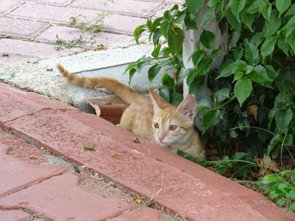 Gartenanlage Hane Family Resort