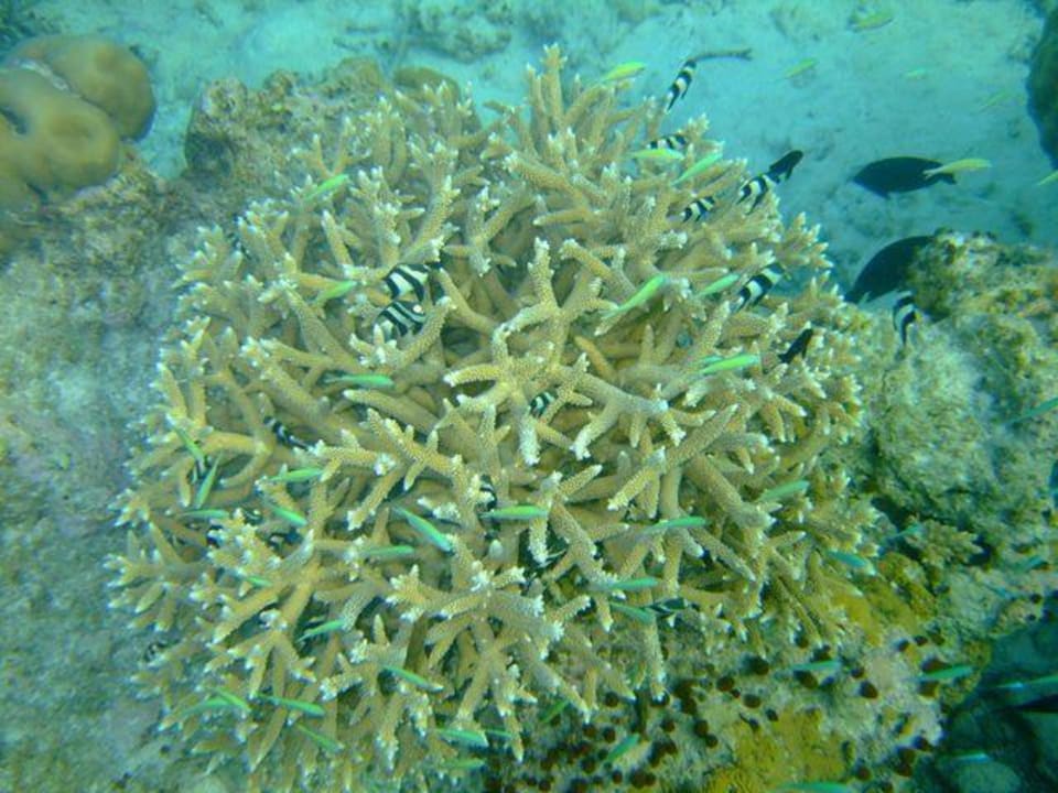 Korallenbaum Summer Island Maldives