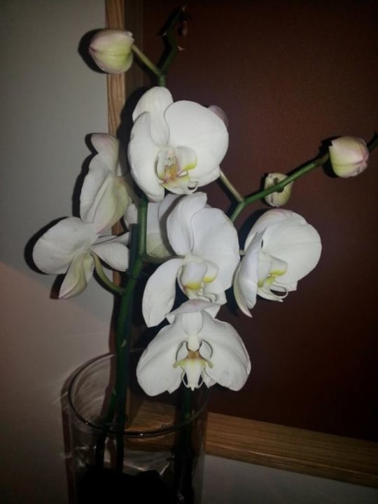 Neues Zimmer Birkenquell (Anbau) - frische Orchid. Der Birkenhof - Spa & Genuss Resort