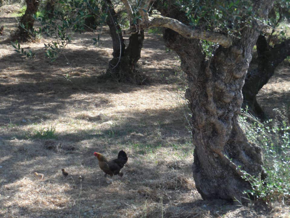 Gaj oliwny AluaSoul Zakynthos - Adults only