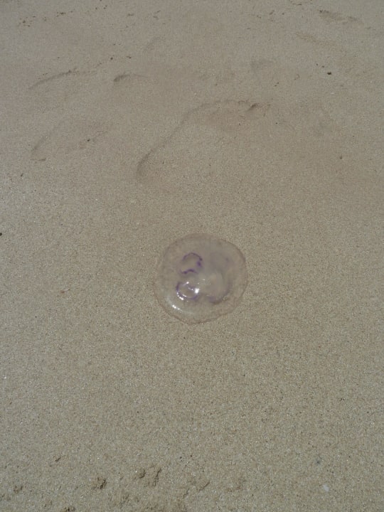 Jellyfish Jumeirah Mina Al Salam