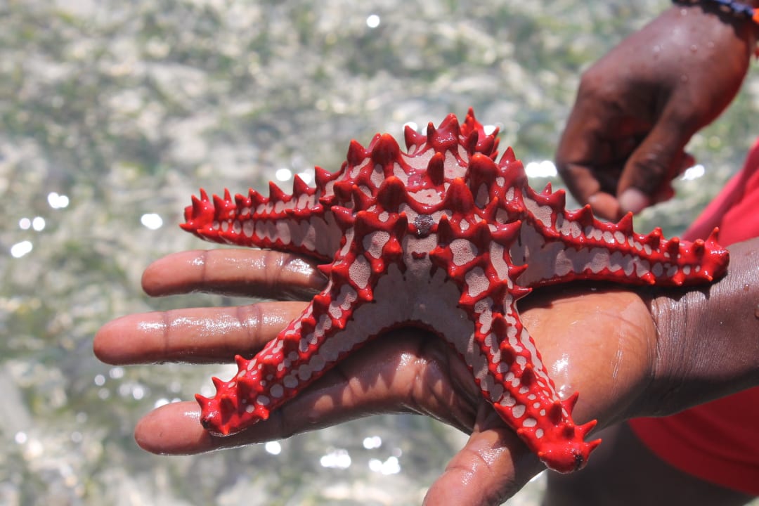 Seestern Baobab Beach Resort & Spa