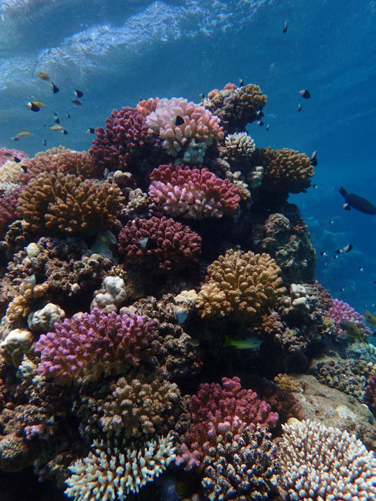 Strand Three Corners Equinox Beach Resort