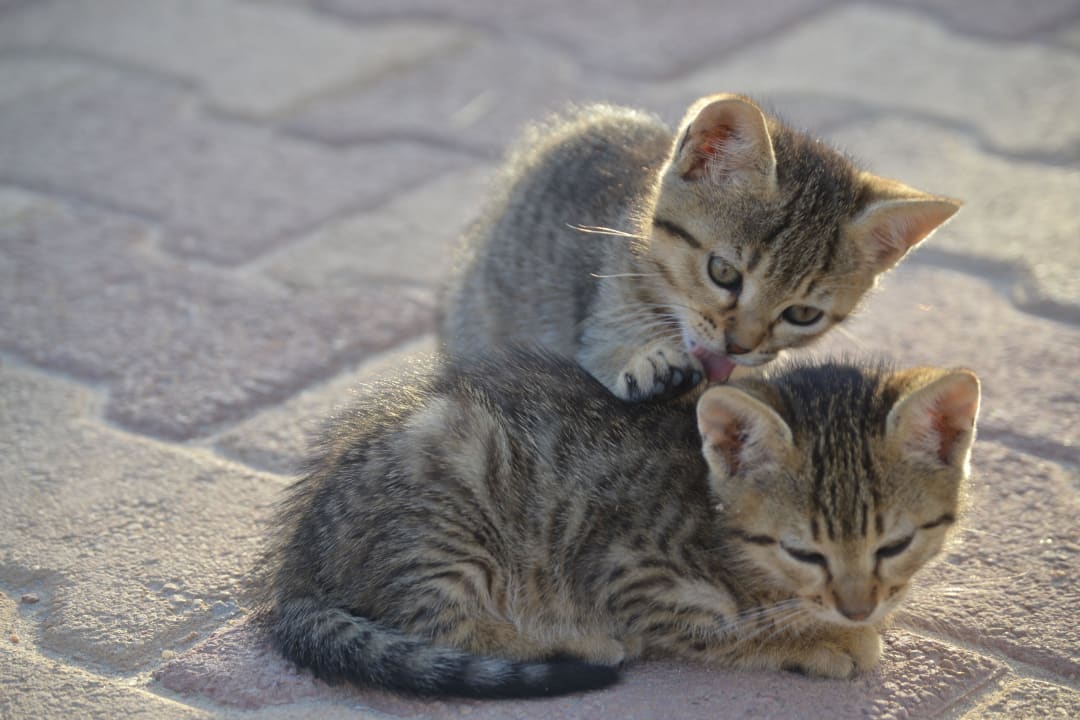 Die Katzenbabys haben es uns besonders angetan  Hotel El Mouradi Djerba Menzel