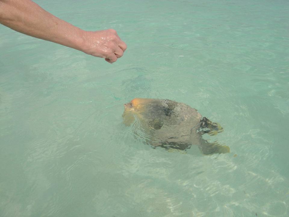 Immer hungrig Summer Island Maldives