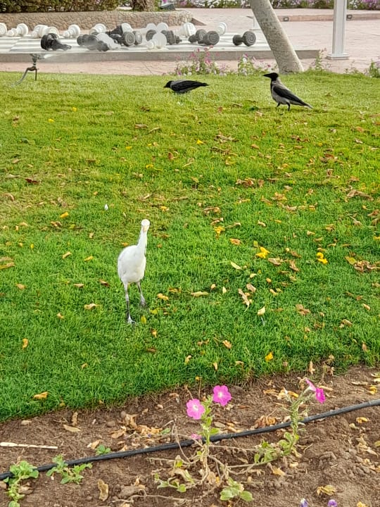 Gartenanlage Desert Rose
