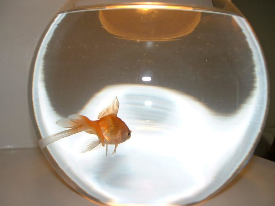 Das Goldfischglas auf dem Zimmer Hotel SU & Aqualand