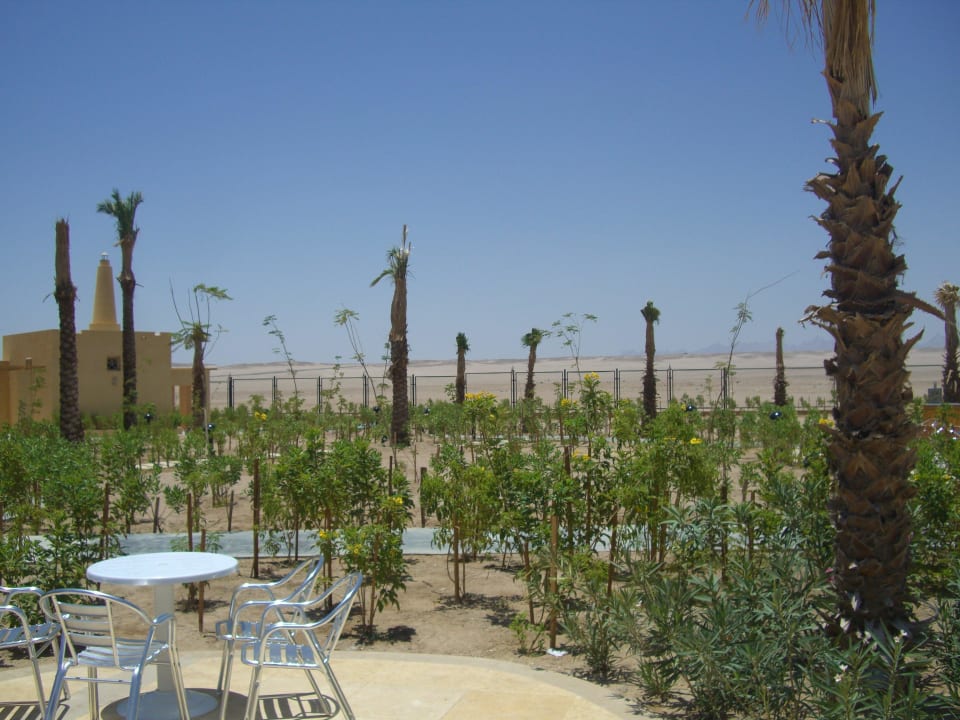 Gartenanlage mit Blick in die Wüste Lemon & Soul Makadi Garden
