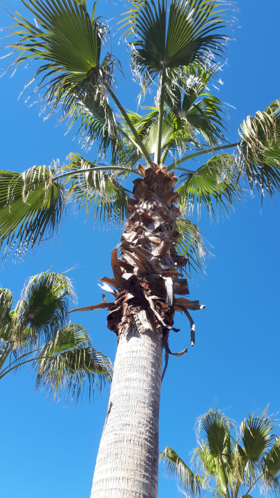 Gartenanlage Sentido Trendy Verbena Beach