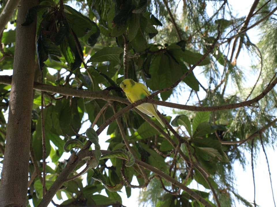 Papagei PALOMA Perissia