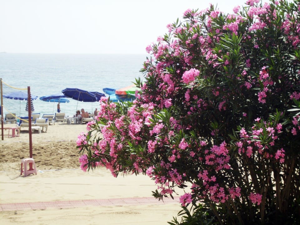 Blick zum Strand Kleopatra Celine Hotel