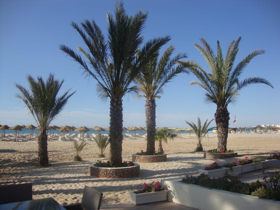 Sauberer, gepflegter Strand Steigenberger Marhaba Thalasso Hammamet