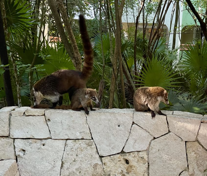 Gartenanlage Catalonia Royal Tulum Beach & Spa Resort - Adults only