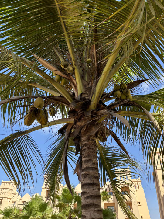 Gartenanlage Hotel Riu Touareg